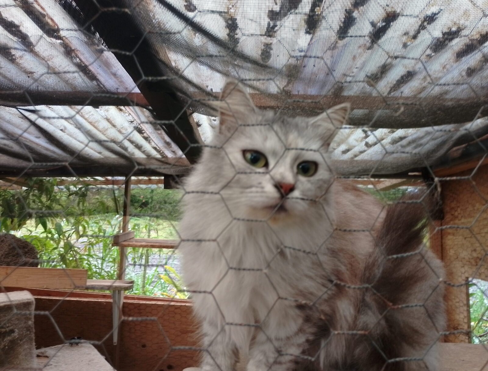 Rescued cat