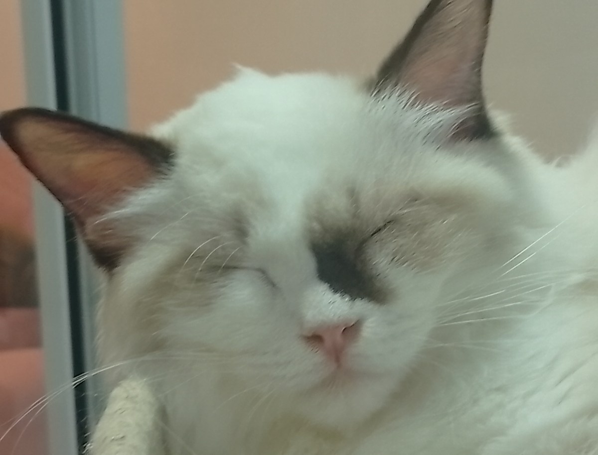 Rescued cat sleeping