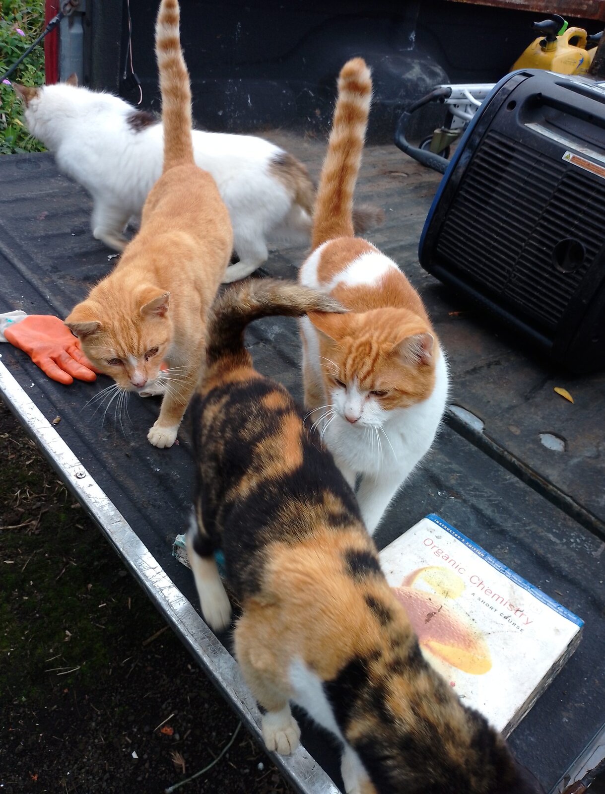 Rescued cats of the sanctuary