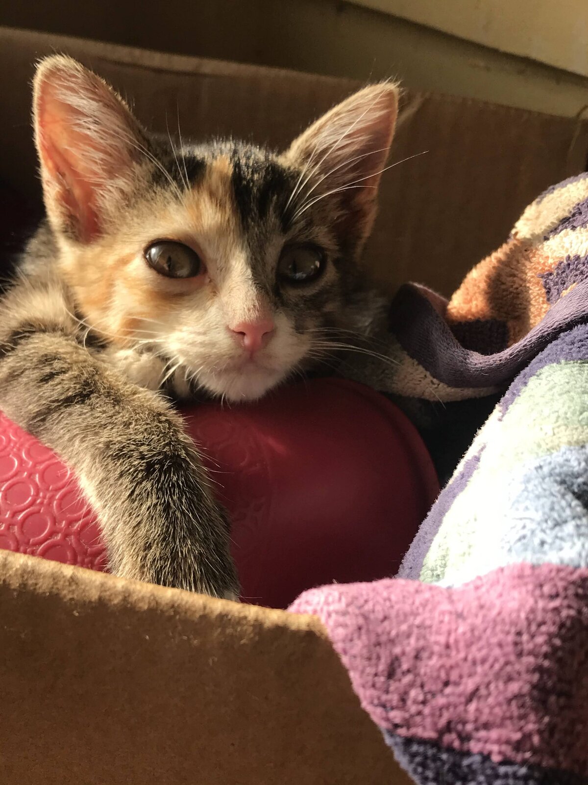 Rescued kitten